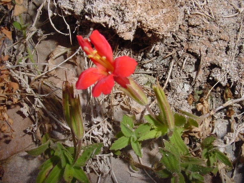 Eastwood's Monkeyflower photo 5
