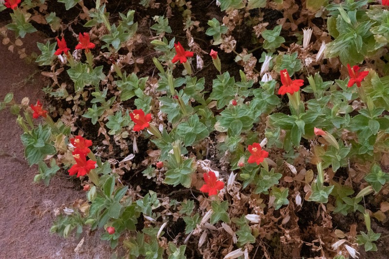 Eastwood's Monkeyflower photo 6