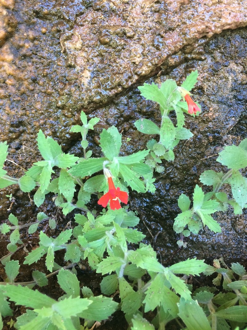 Eastwood's Monkeyflower photo 7