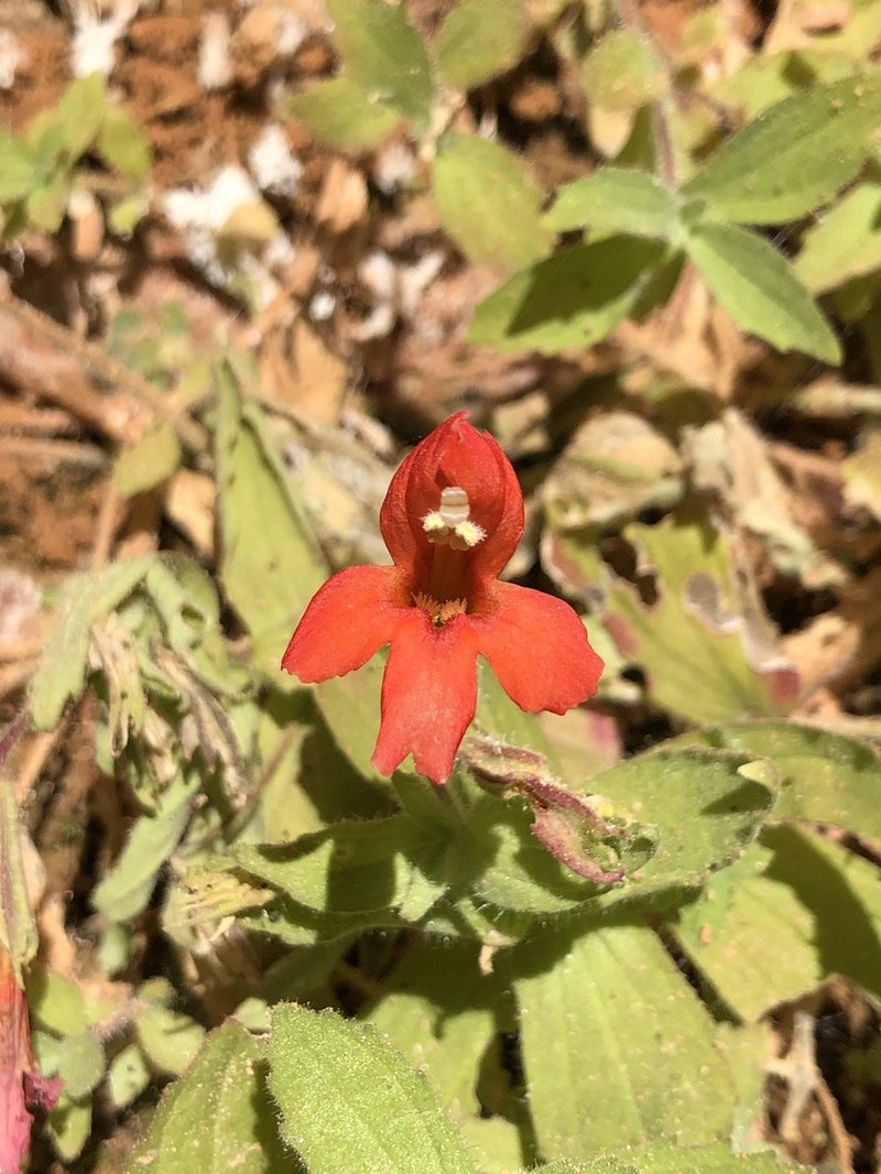 Eastwood's Monkeyflower photo 8