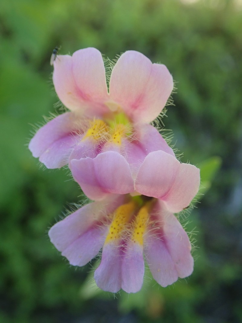 Erythranthe erubescens