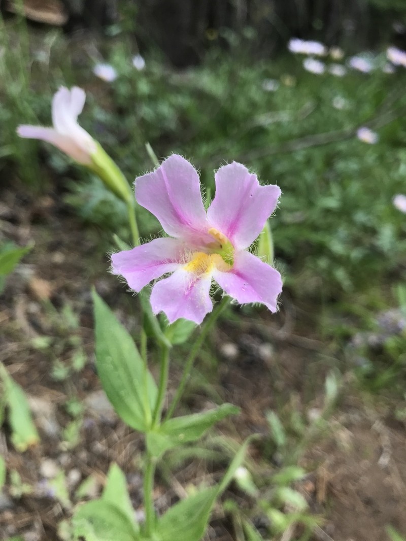 Erythranthe erubescens photo 2