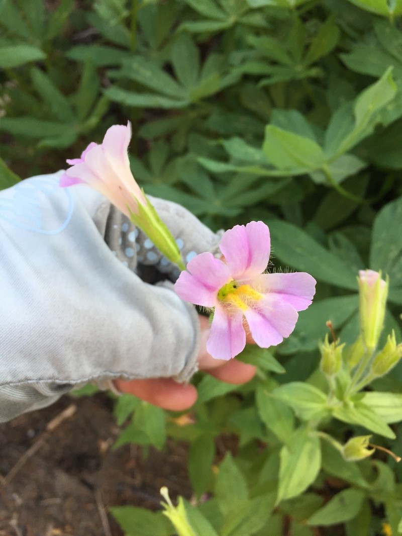 Erythranthe erubescens photo 3