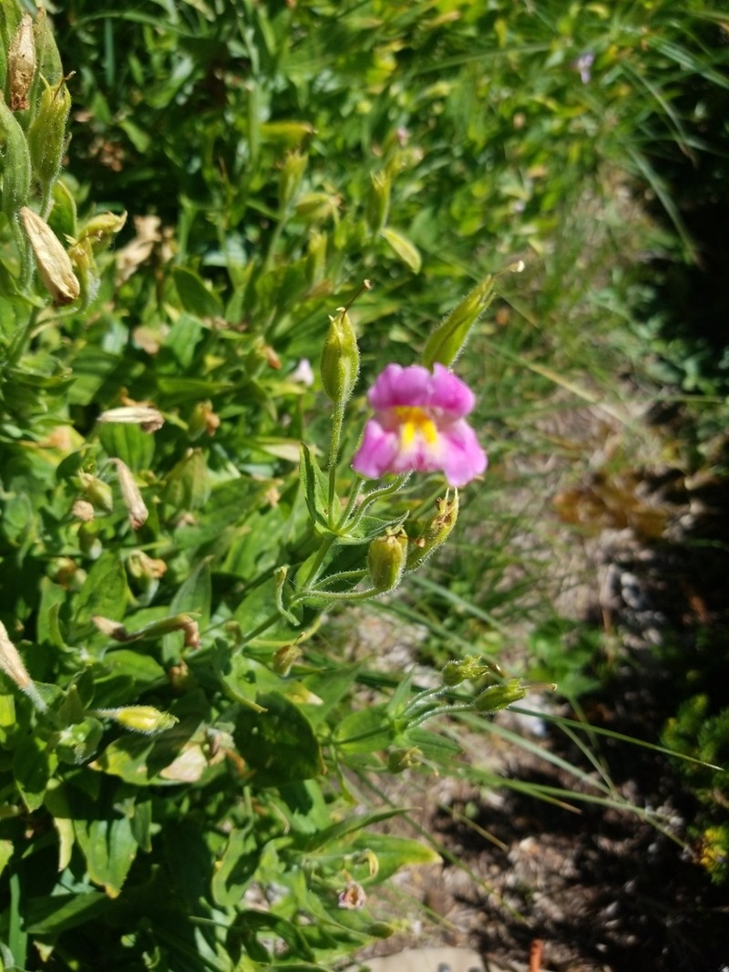 Erythranthe erubescens photo 4