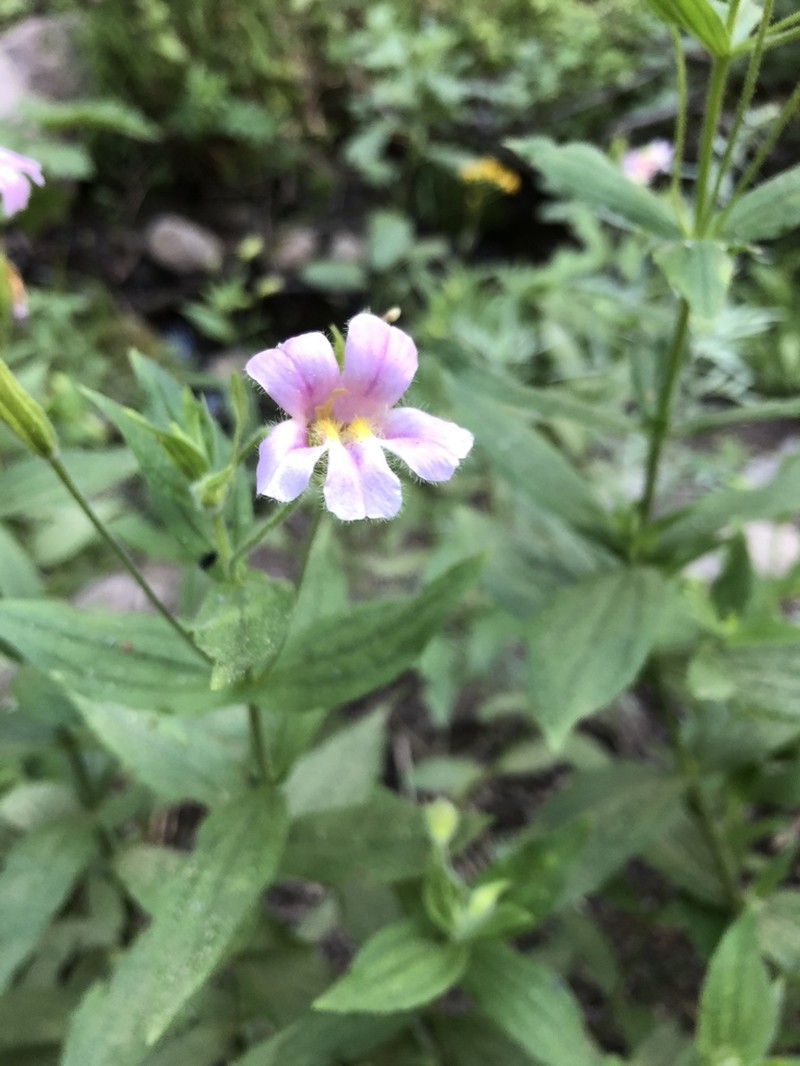 Erythranthe erubescens photo 6