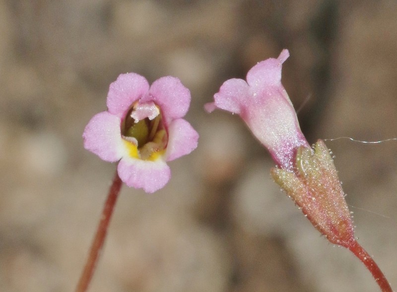 San Bernardino Mountain Monkeyflower