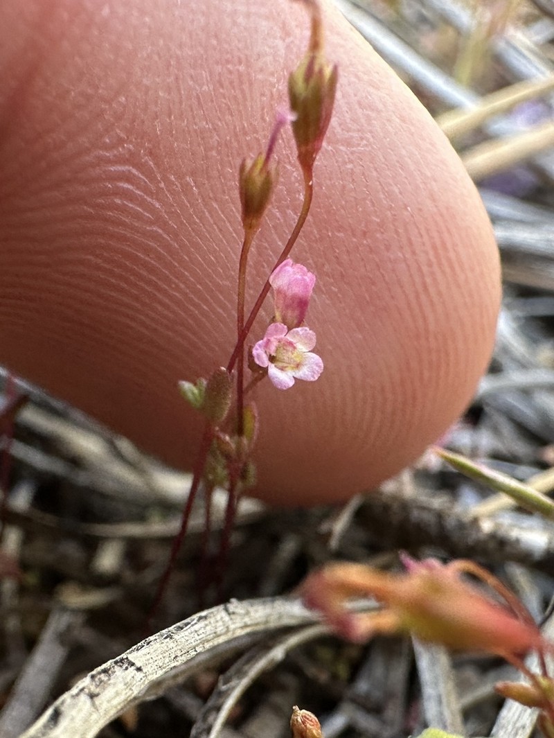 San Bernardino Mountain Monkeyflower photo 2