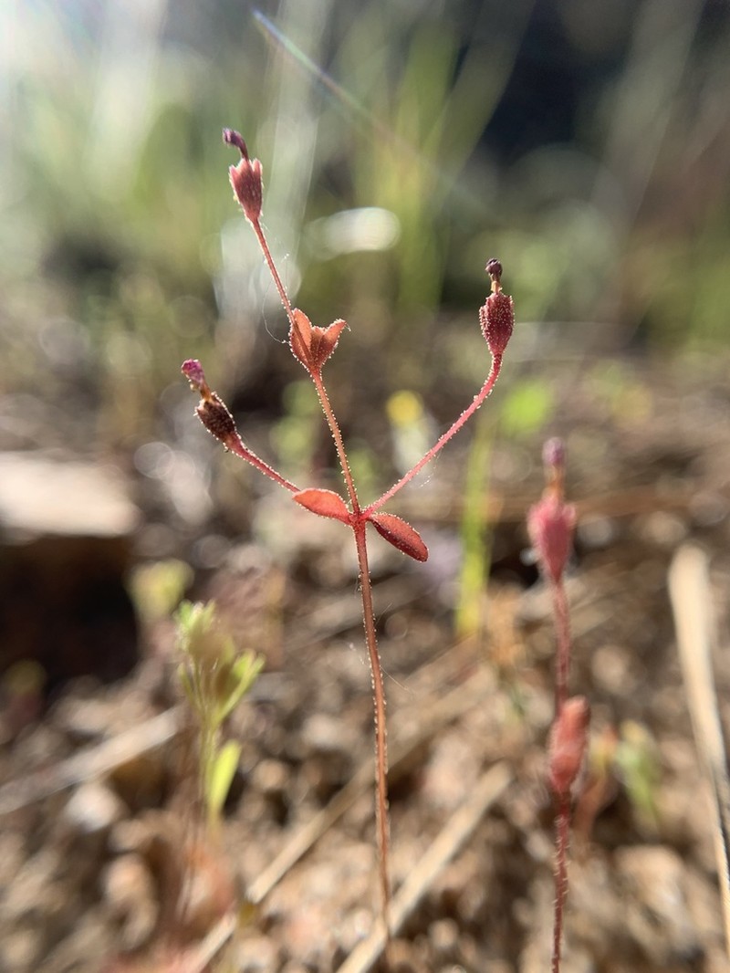 San Bernardino Mountain Monkeyflower photo 3