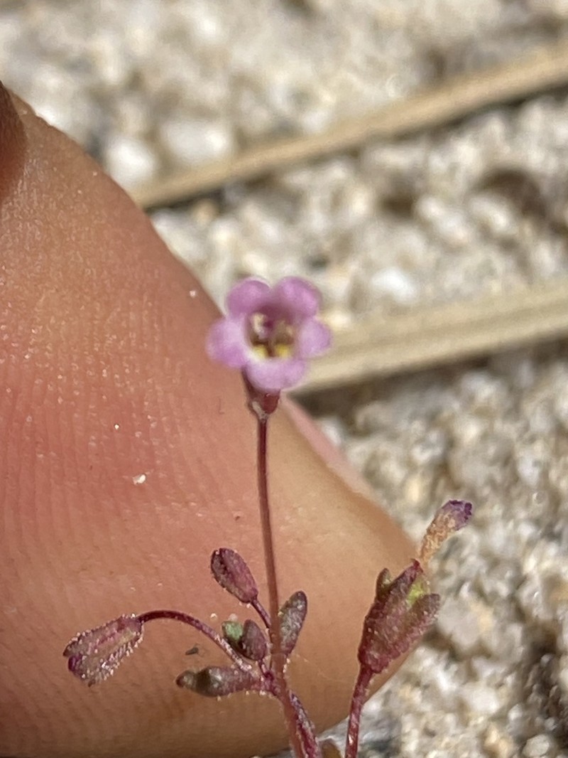 San Bernardino Mountain Monkeyflower photo 6