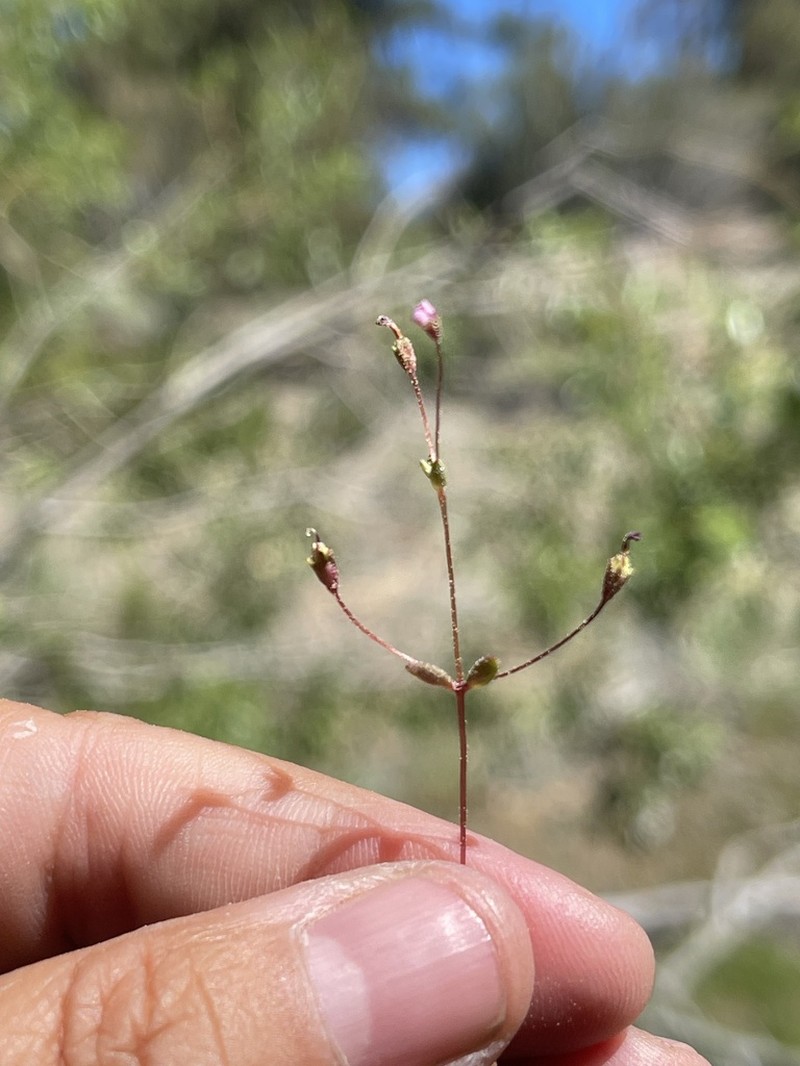 San Bernardino Mountain Monkeyflower photo 8
