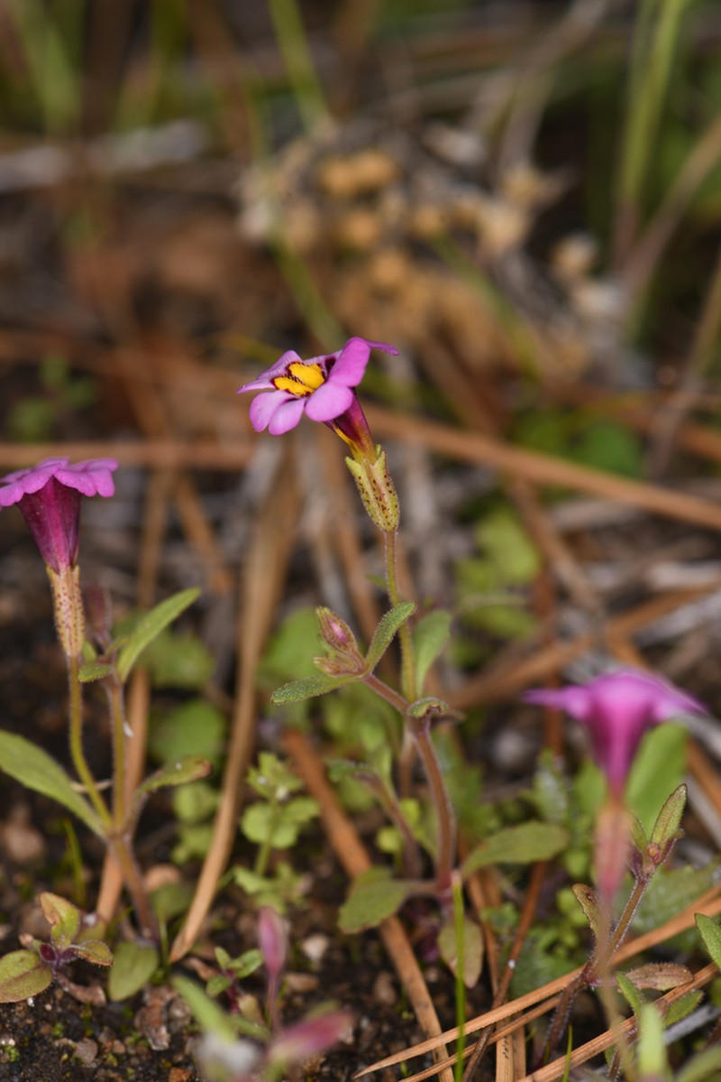 Slenderstem Monkeyflower