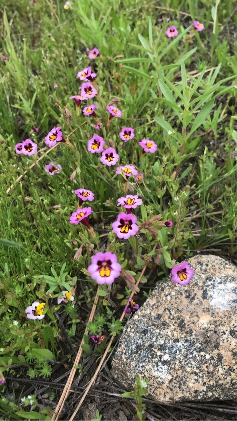 Slenderstem Monkeyflower photo 2