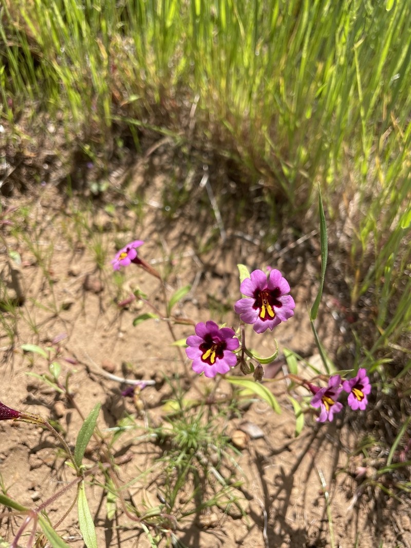 Slenderstem Monkeyflower photo 3