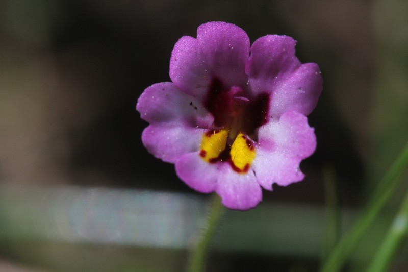 Slenderstem Monkeyflower photo 4