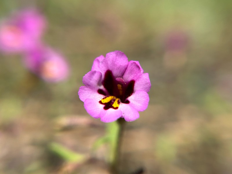 Slenderstem Monkeyflower photo 5