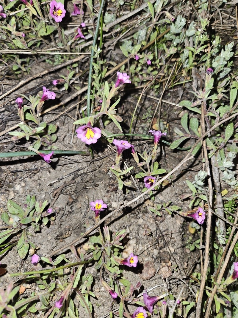 Slenderstem Monkeyflower photo 6
