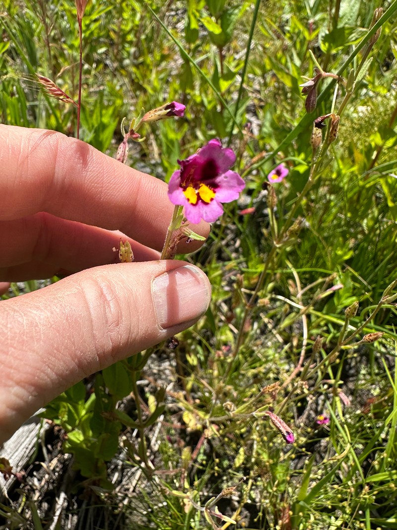 Slenderstem Monkeyflower photo 7