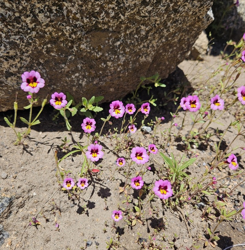 Slenderstem Monkeyflower photo 8