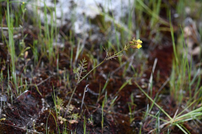 Fern-Leaved Monkeyflower