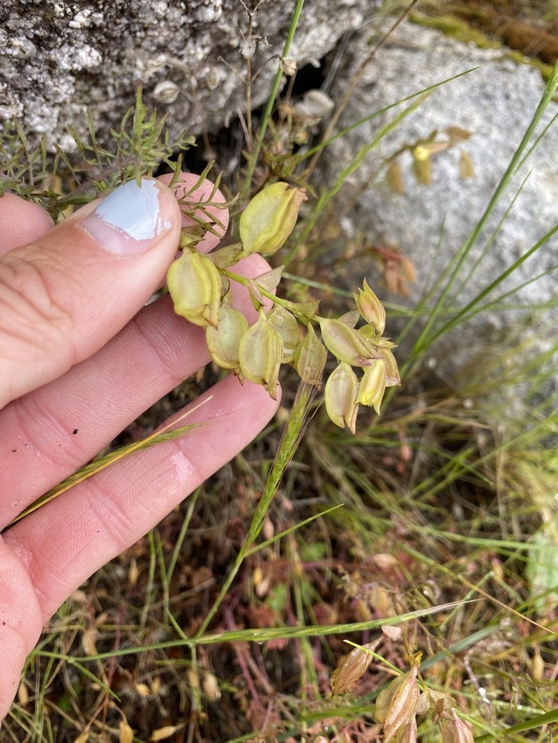 Fern-Leaved Monkeyflower photo 2