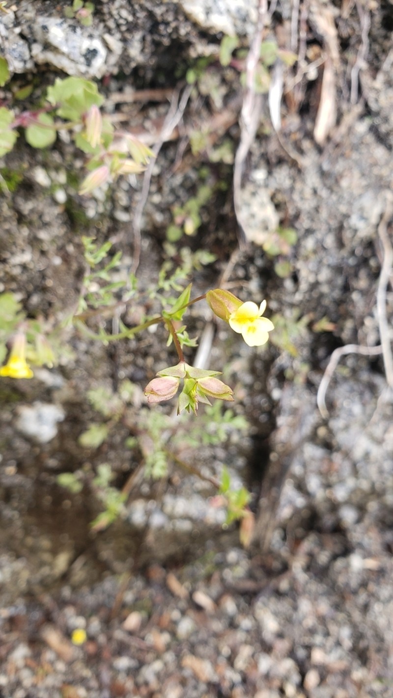 Fern-Leaved Monkeyflower photo 3