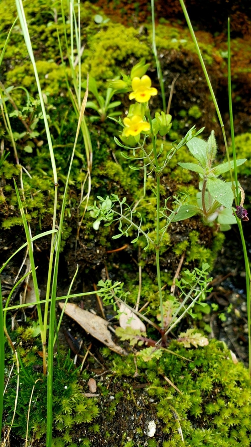 Fern-Leaved Monkeyflower photo 4