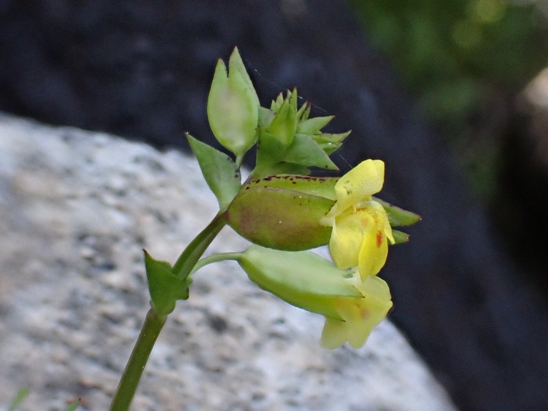 Fern-Leaved Monkeyflower photo 5