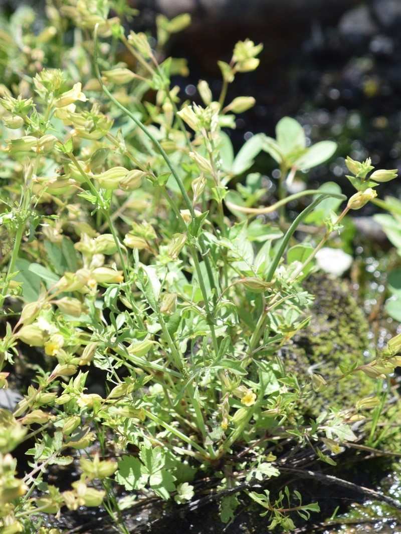 Fern-Leaved Monkeyflower photo 6