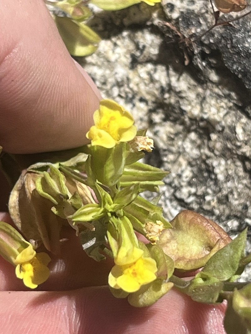 Fern-Leaved Monkeyflower photo 7