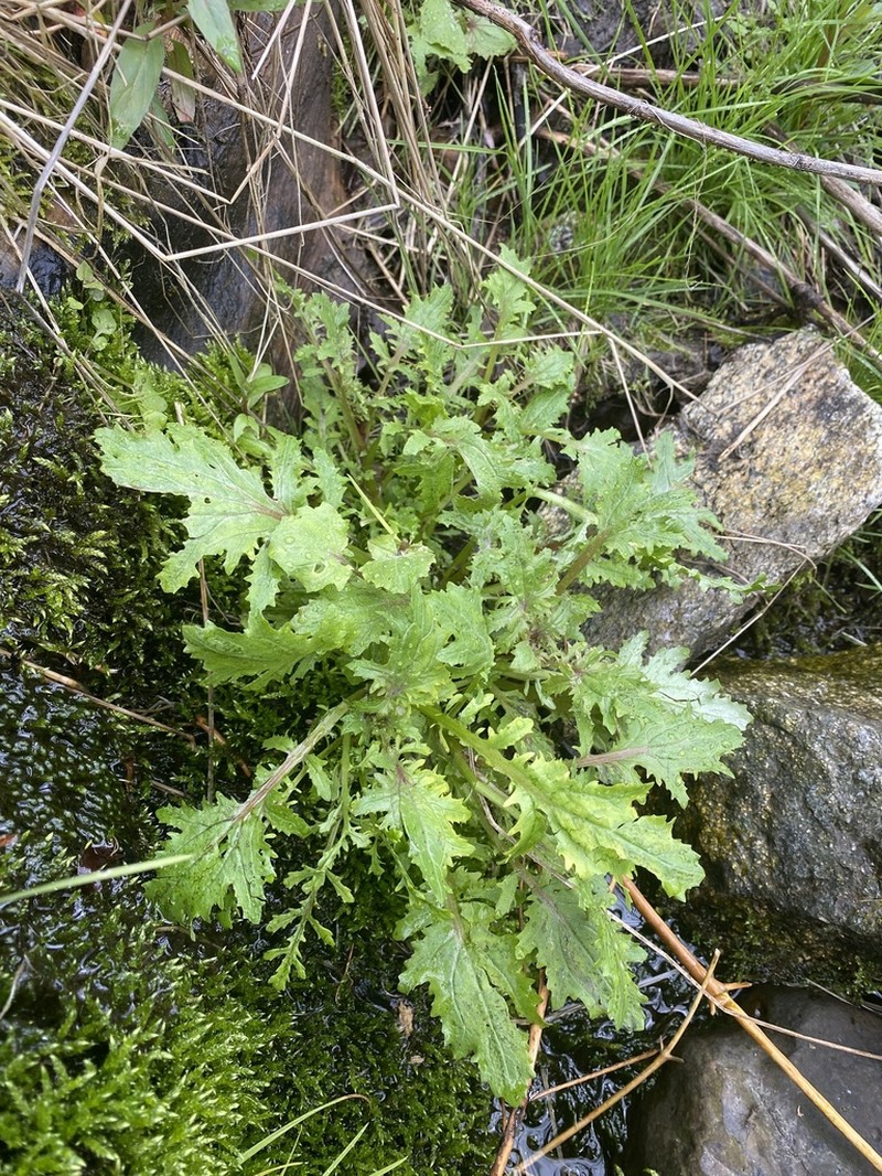 Fern-Leaved Monkeyflower photo 8