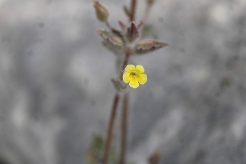 Manyflowered Monkeyflower photo 2