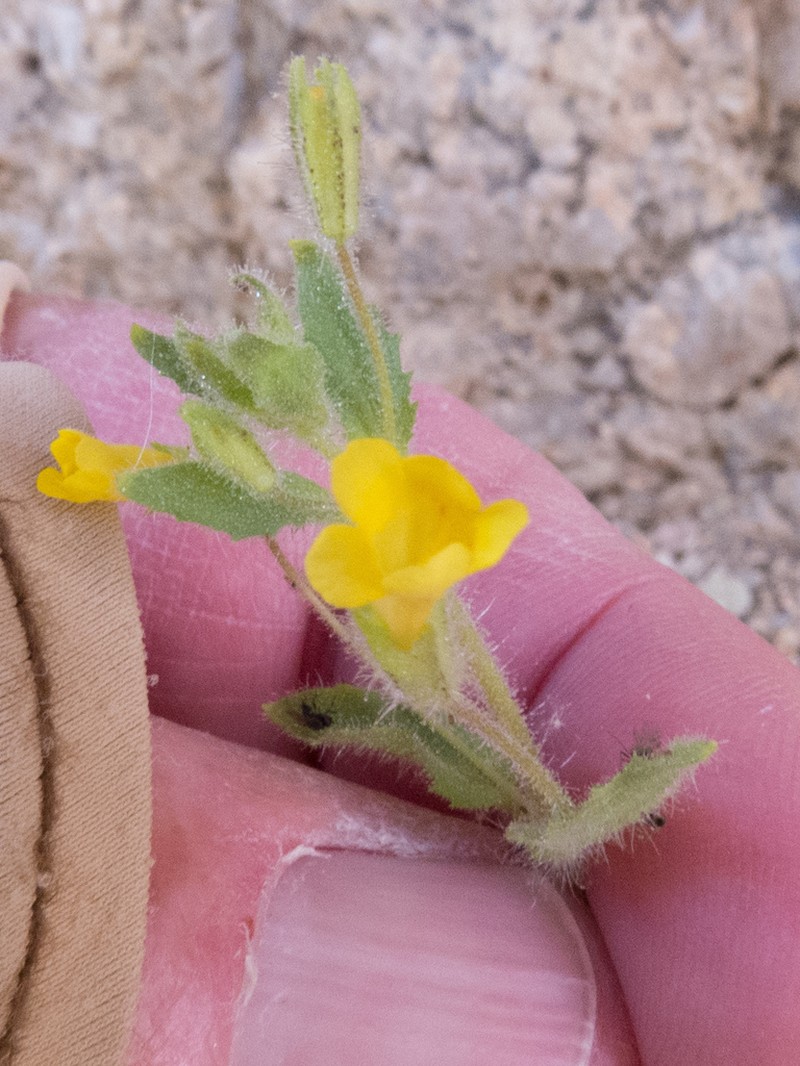 Manyflowered Monkeyflower photo 3