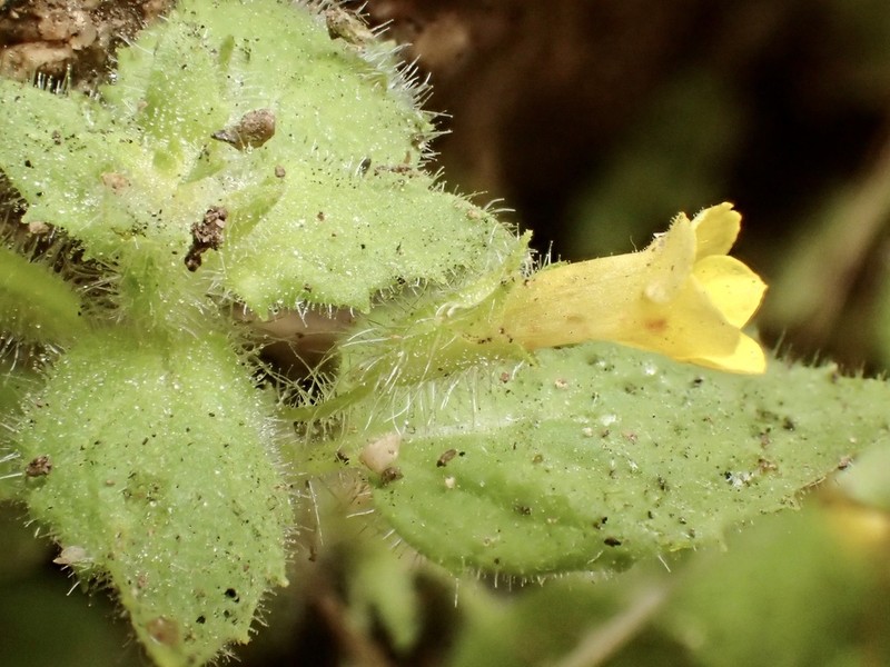 Manyflowered Monkeyflower photo 4