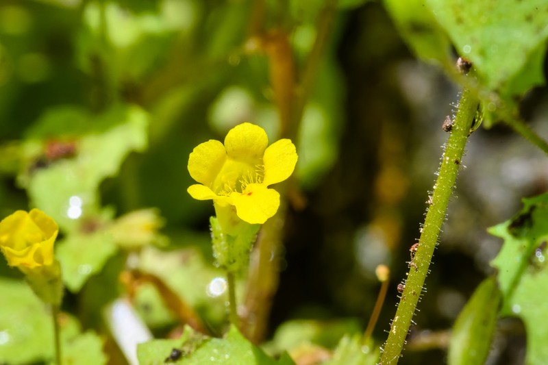 Manyflowered Monkeyflower photo 6