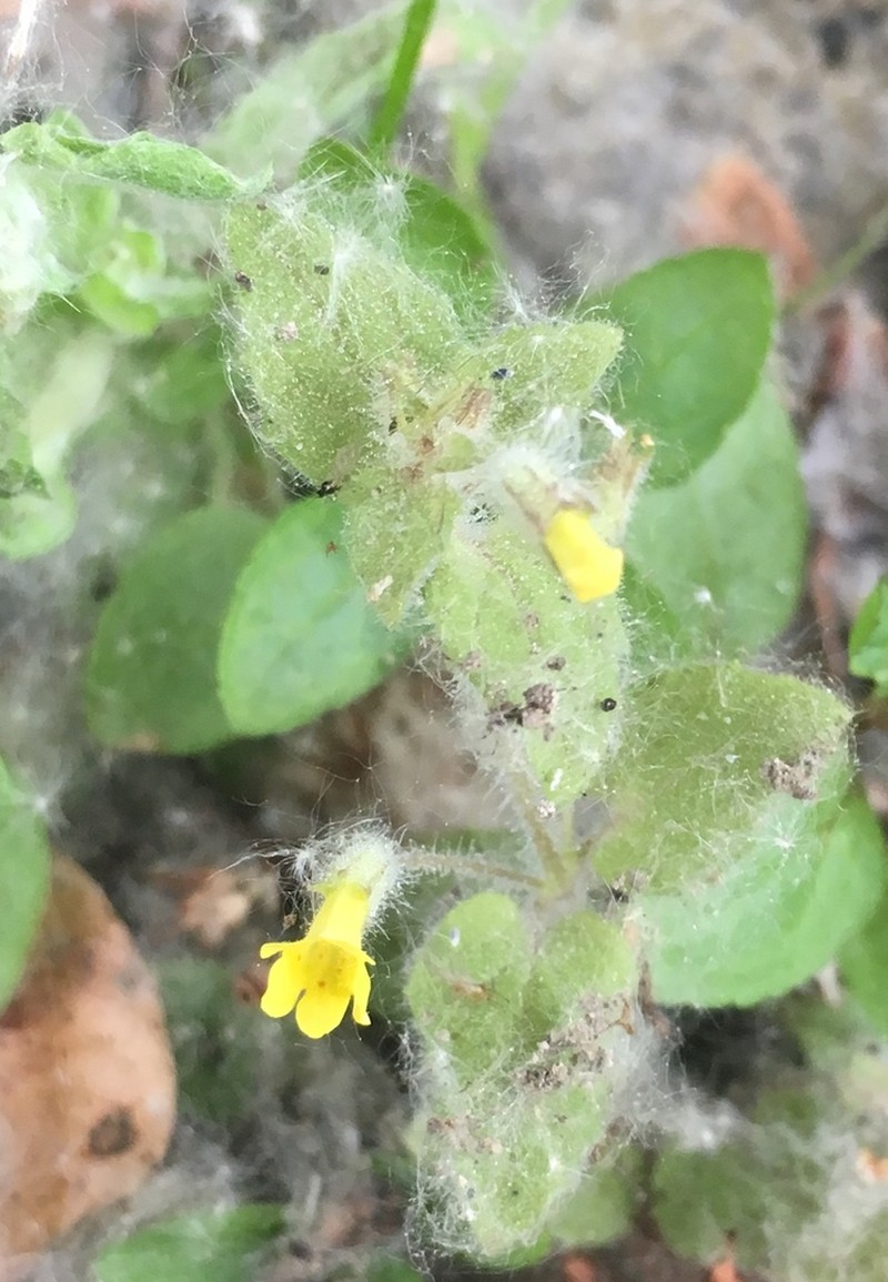 Manyflowered Monkeyflower photo 7