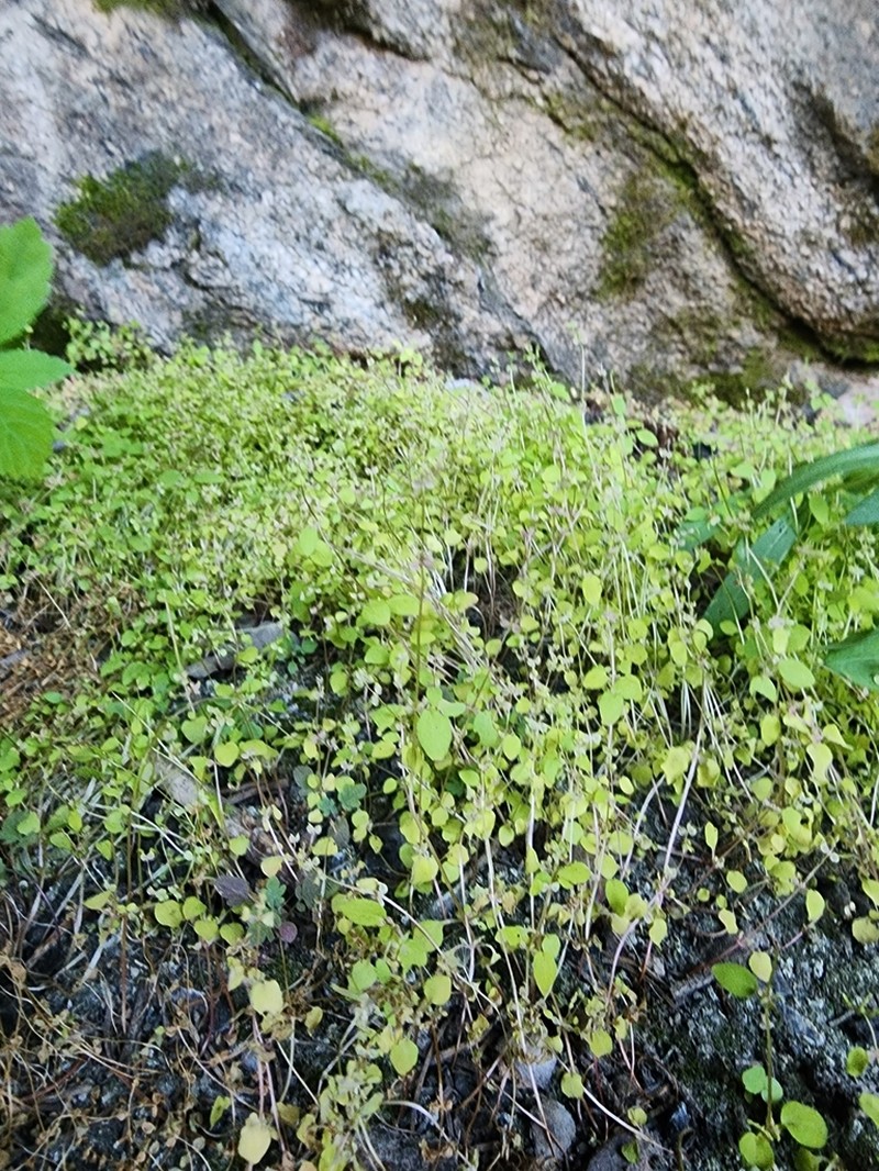 Rocky Mountain Monkeyflower photo 2