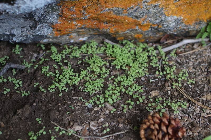 Rocky Mountain Monkeyflower photo 3