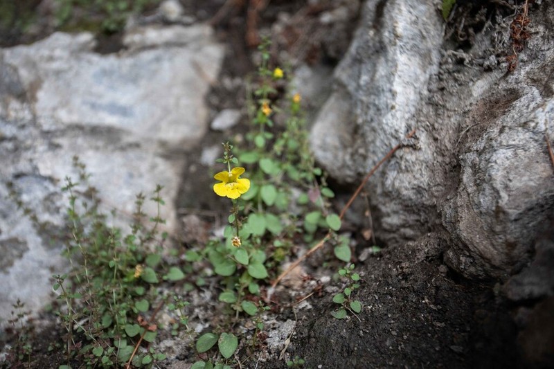 Rocky Mountain Monkeyflower photo 4