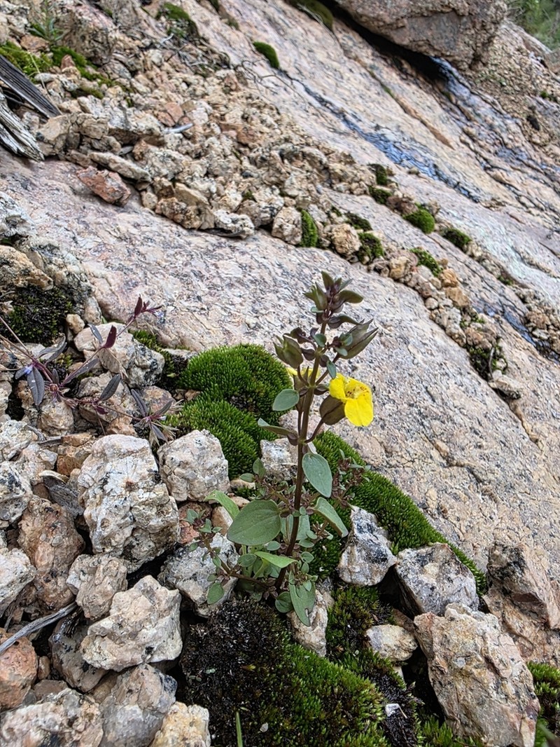 Rocky Mountain Monkeyflower photo 6