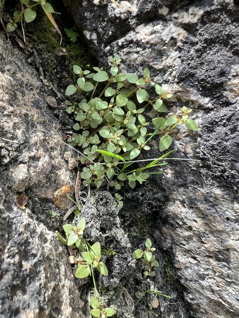 Rocky Mountain Monkeyflower photo 7