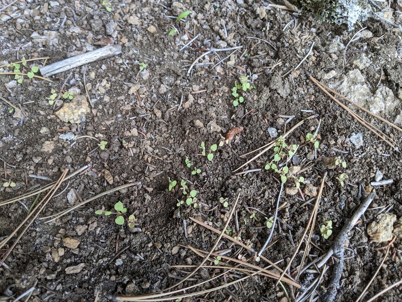 Rocky Mountain Monkeyflower photo 8