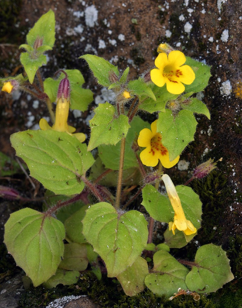 Dudley's Monkeyflower photo 2