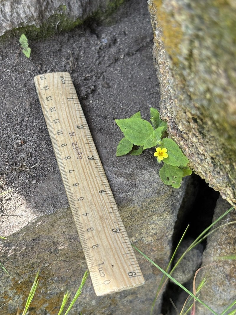 Dudley's Monkeyflower photo 3