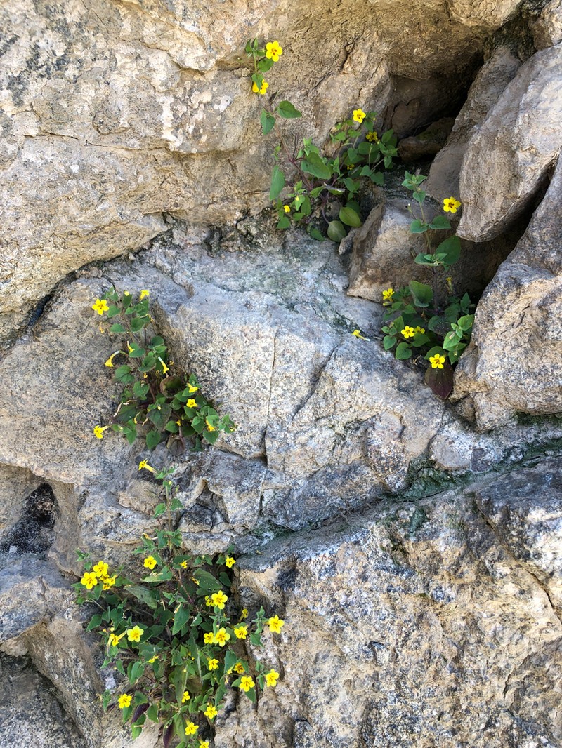 Dudley's Monkeyflower photo 4