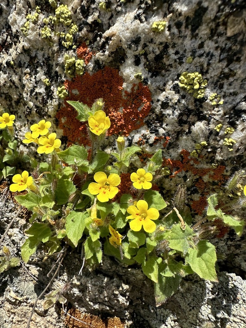 Dudley's Monkeyflower photo 5