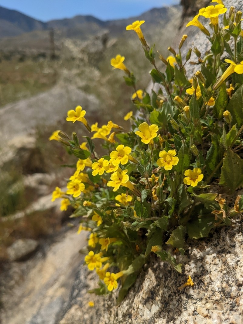 Dudley's Monkeyflower photo 6