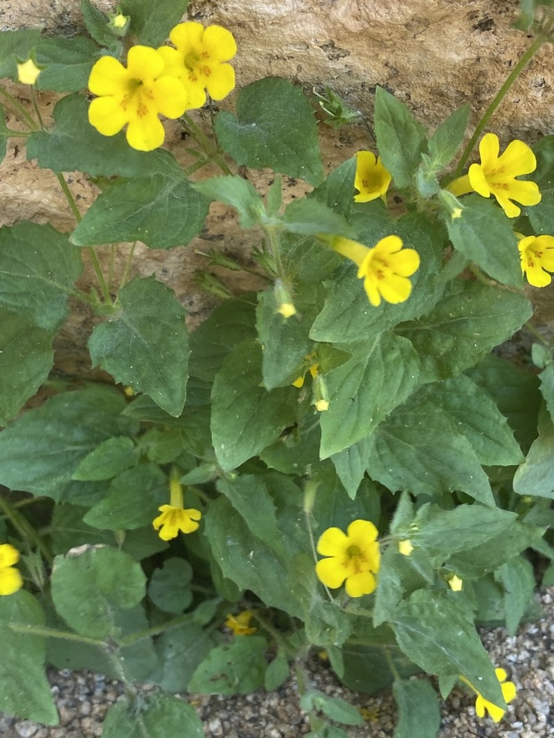 Dudley's Monkeyflower photo 7