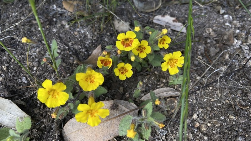 Dudley's Monkeyflower photo 8