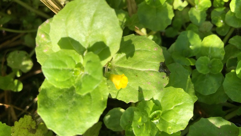 Erythranthe geyeri photo 3