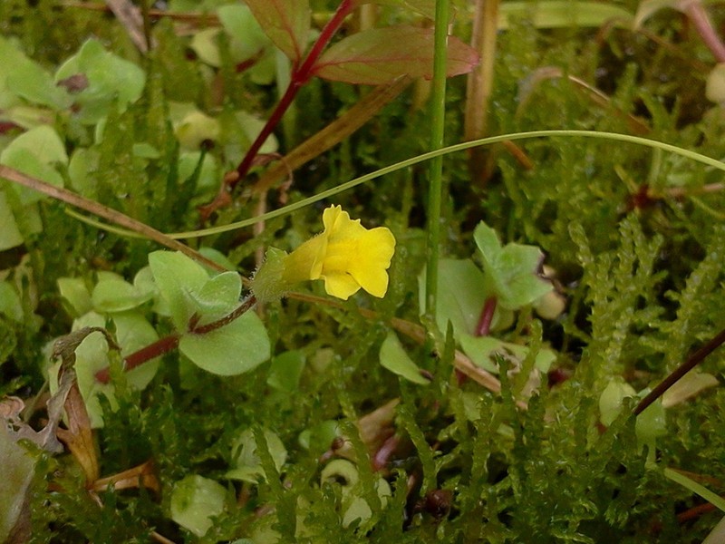 Erythranthe geyeri photo 4